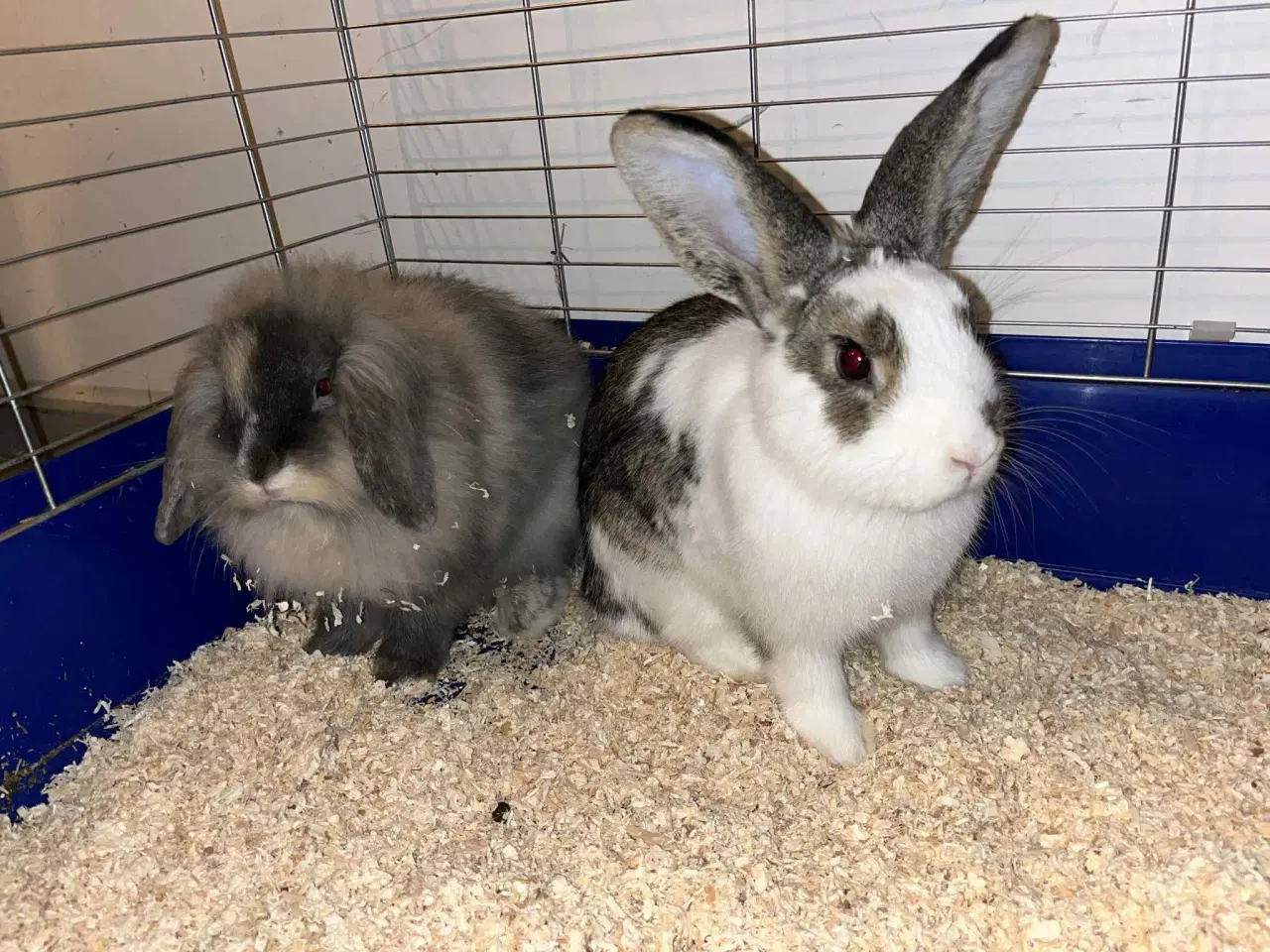 Billede 5 - 2  hun dværgkaniner søger nyt hjem