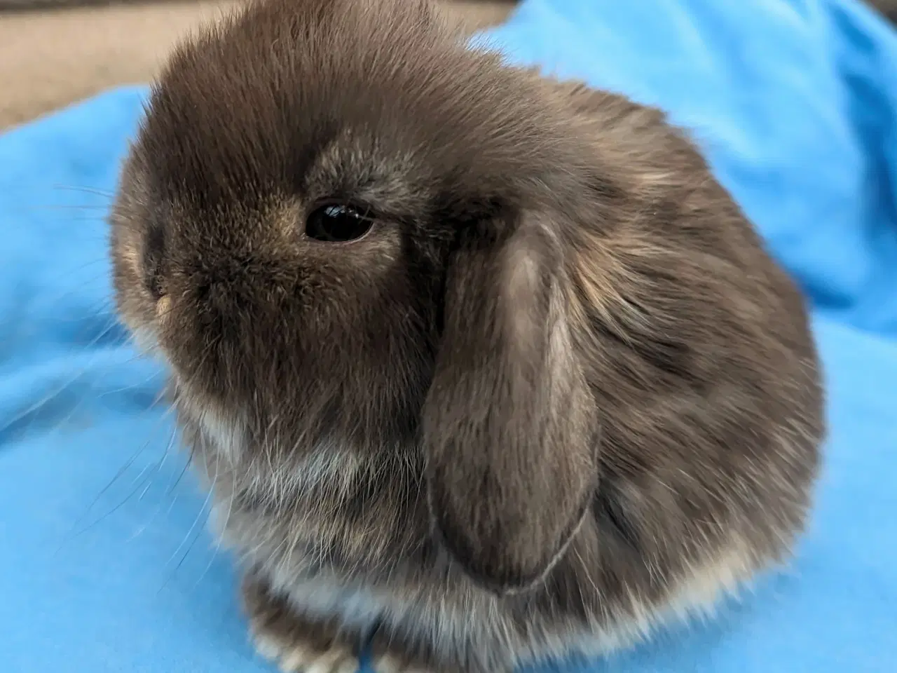 Billede 1 - Minilop kaninunge sælges 