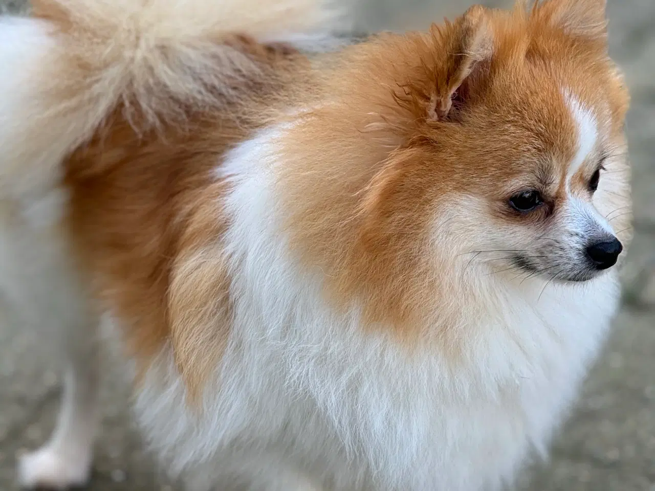 Billede 13 - Pomeranian hvalp, en dreng, 8 uger.