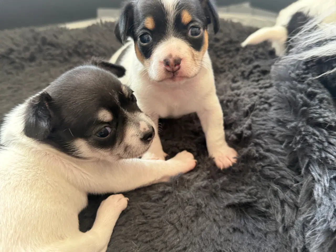 Billede 10 - Mini Pomaranin/papillon 