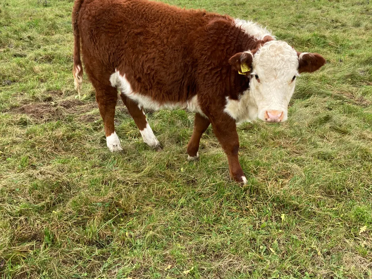 Billede 2 - Økologiske Hereford kalve sælges.