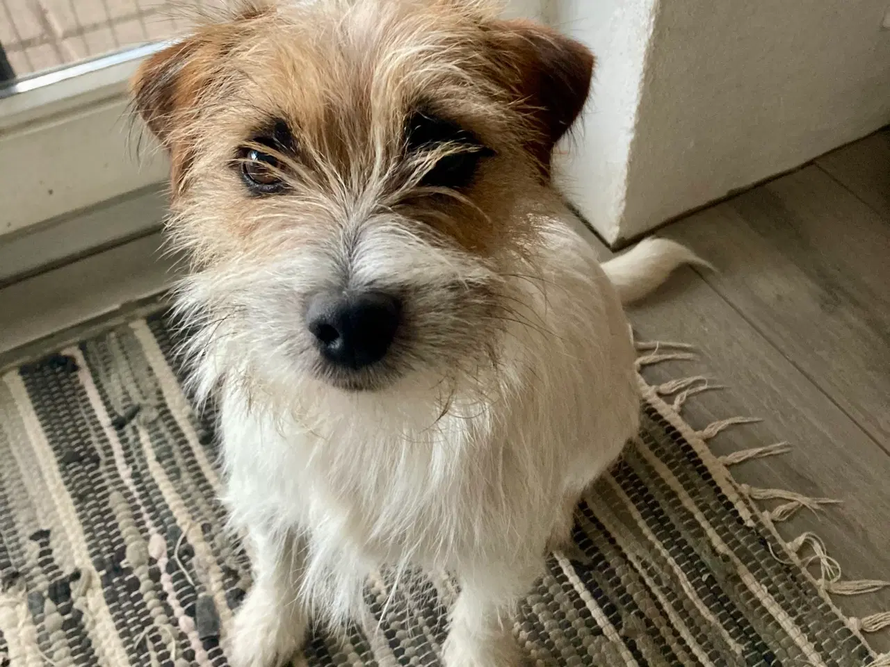 Billede 7 - Trofast følgesvend