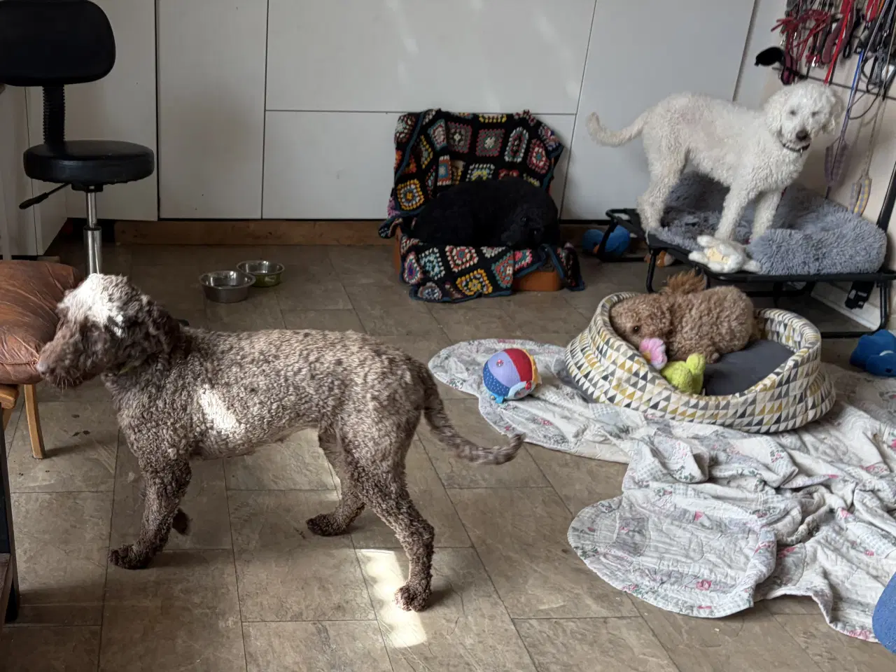 Billede 13 - 2 voksne mellem puddel piger