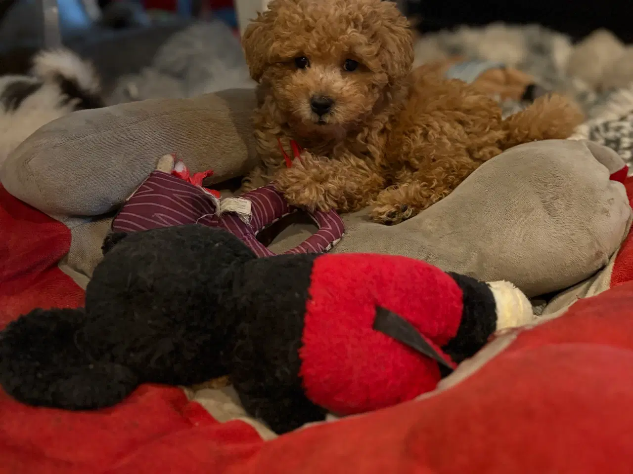 Billede 14 - Bedårende allergivenlige havapoo hvalpe