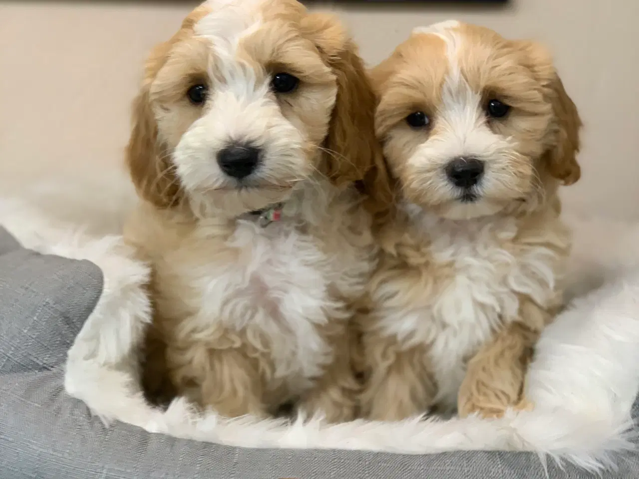 Billede 18 -  Maltipoo dreng er rejse klar nu!