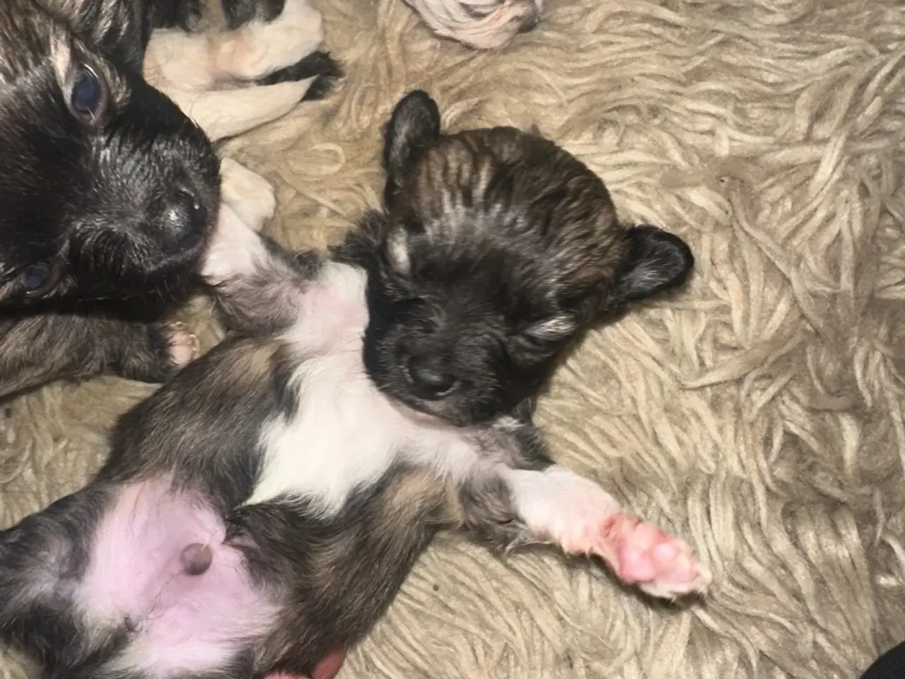 Billede 13 - Skønne chihuahua blandings hvalpe 