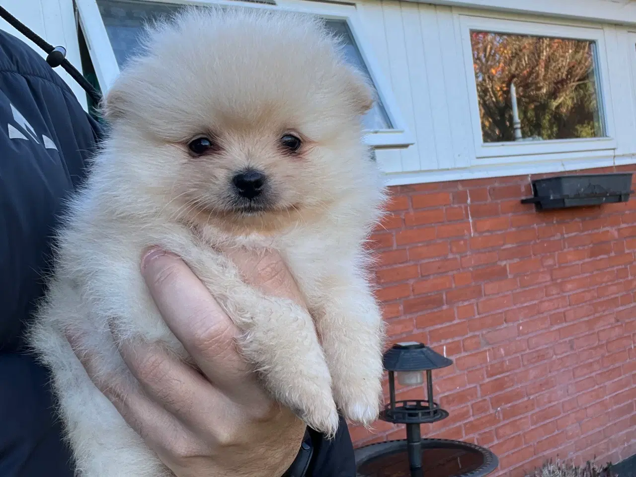 Billede 2 - Så der kun lille Ludvig tilbage