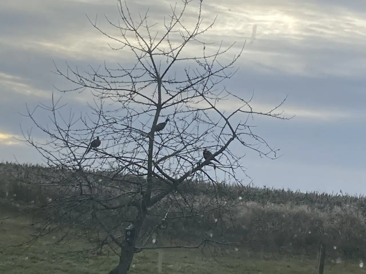 Billede 1 - Søger: Jersey kæmpe ruge æg. 