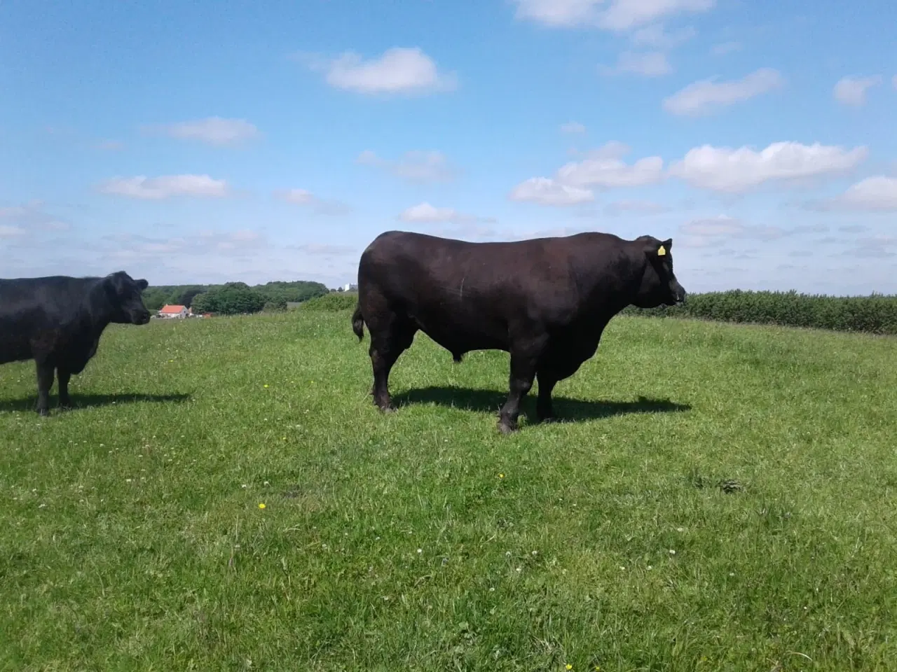 Billede 2 - Sort Angus tyr 