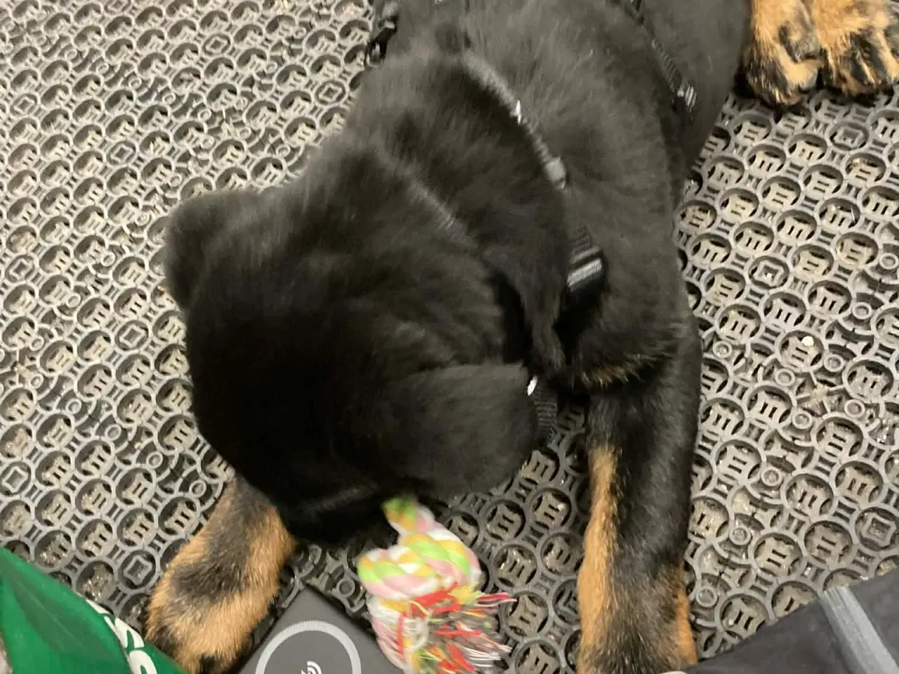 Billede 16 - Rottweiler / schæfer blanding