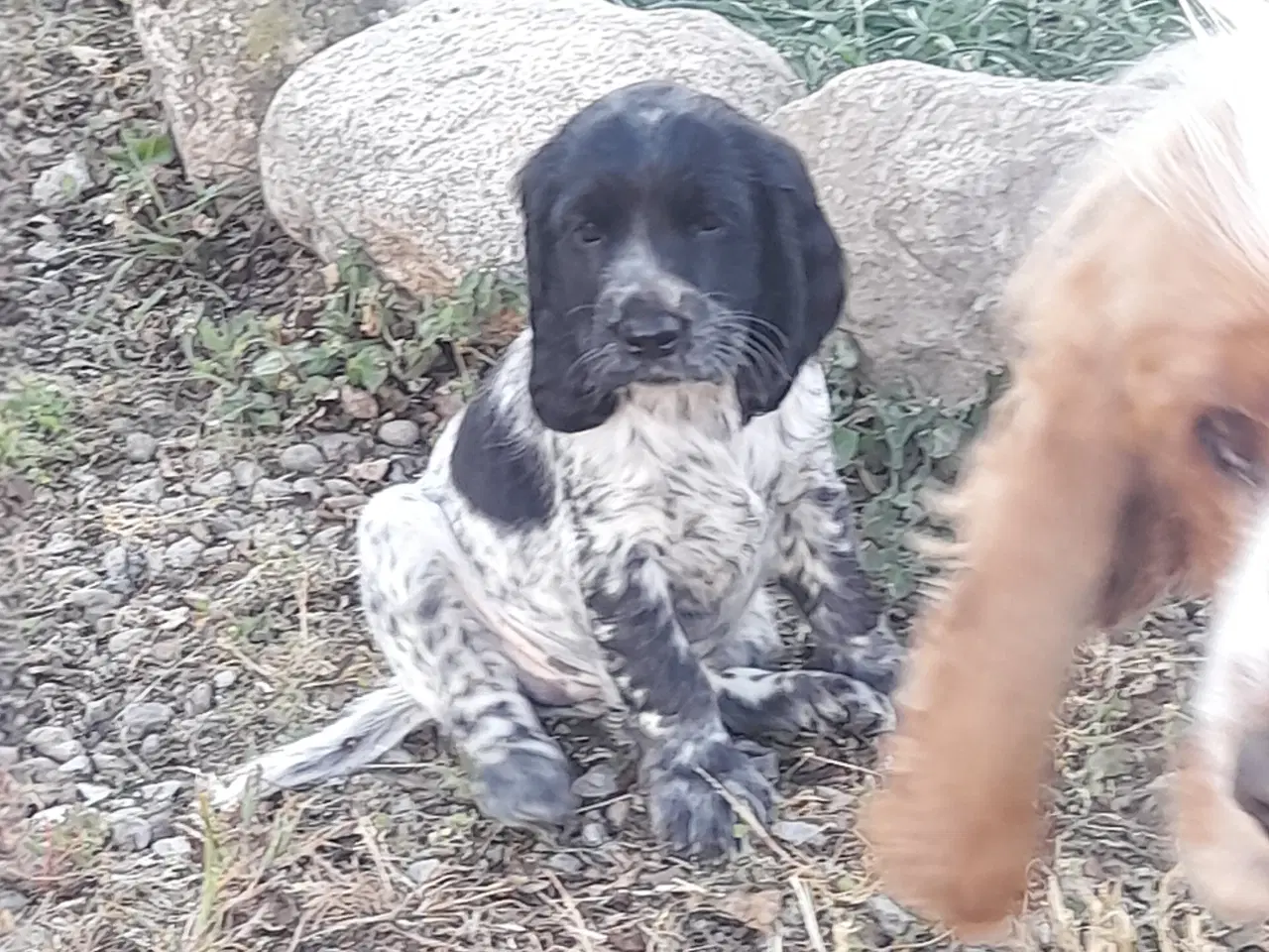 Billede 5 - engelsk cocker spaniel