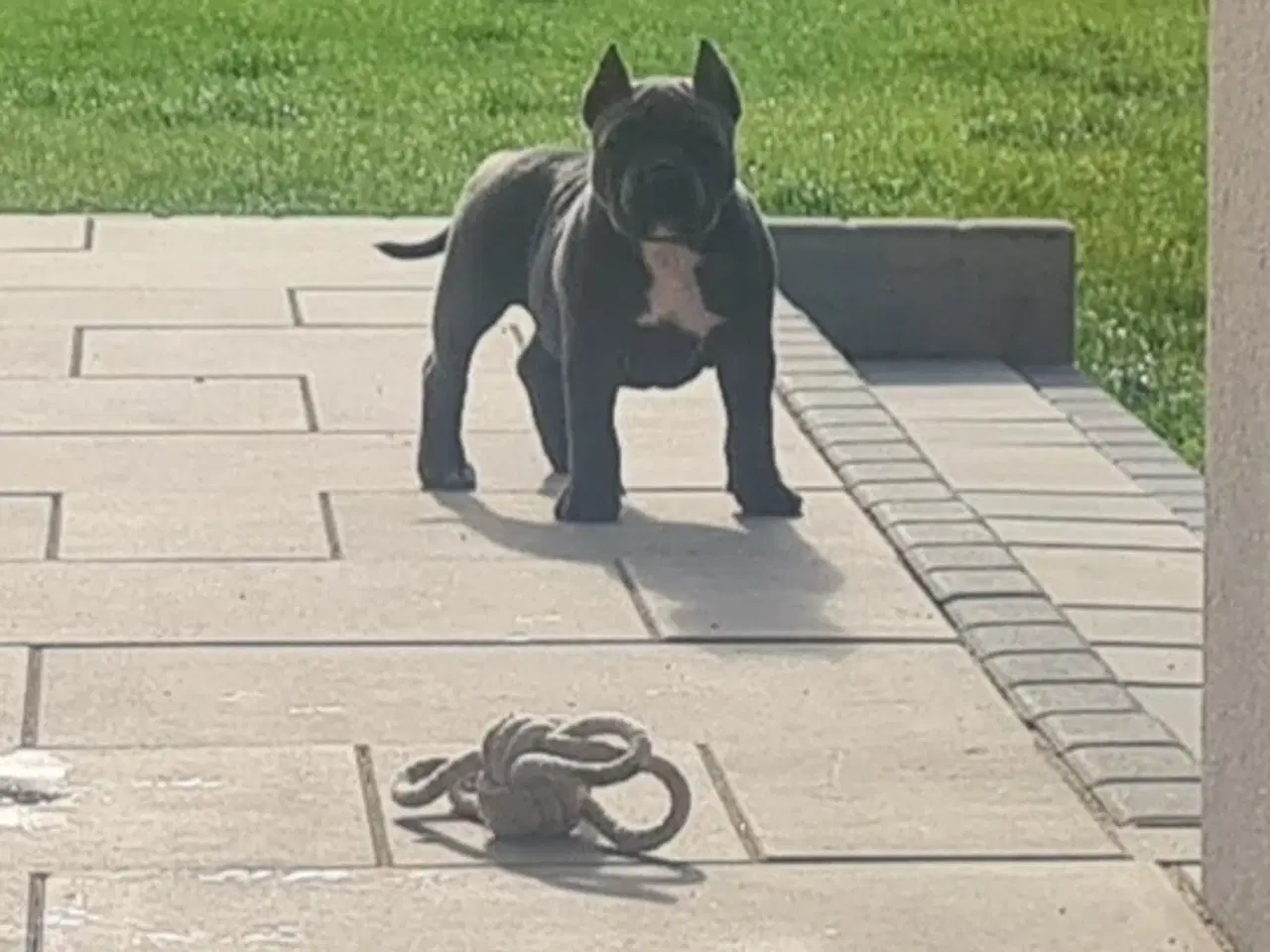 Billede 7 - American Bully Blu Pige 