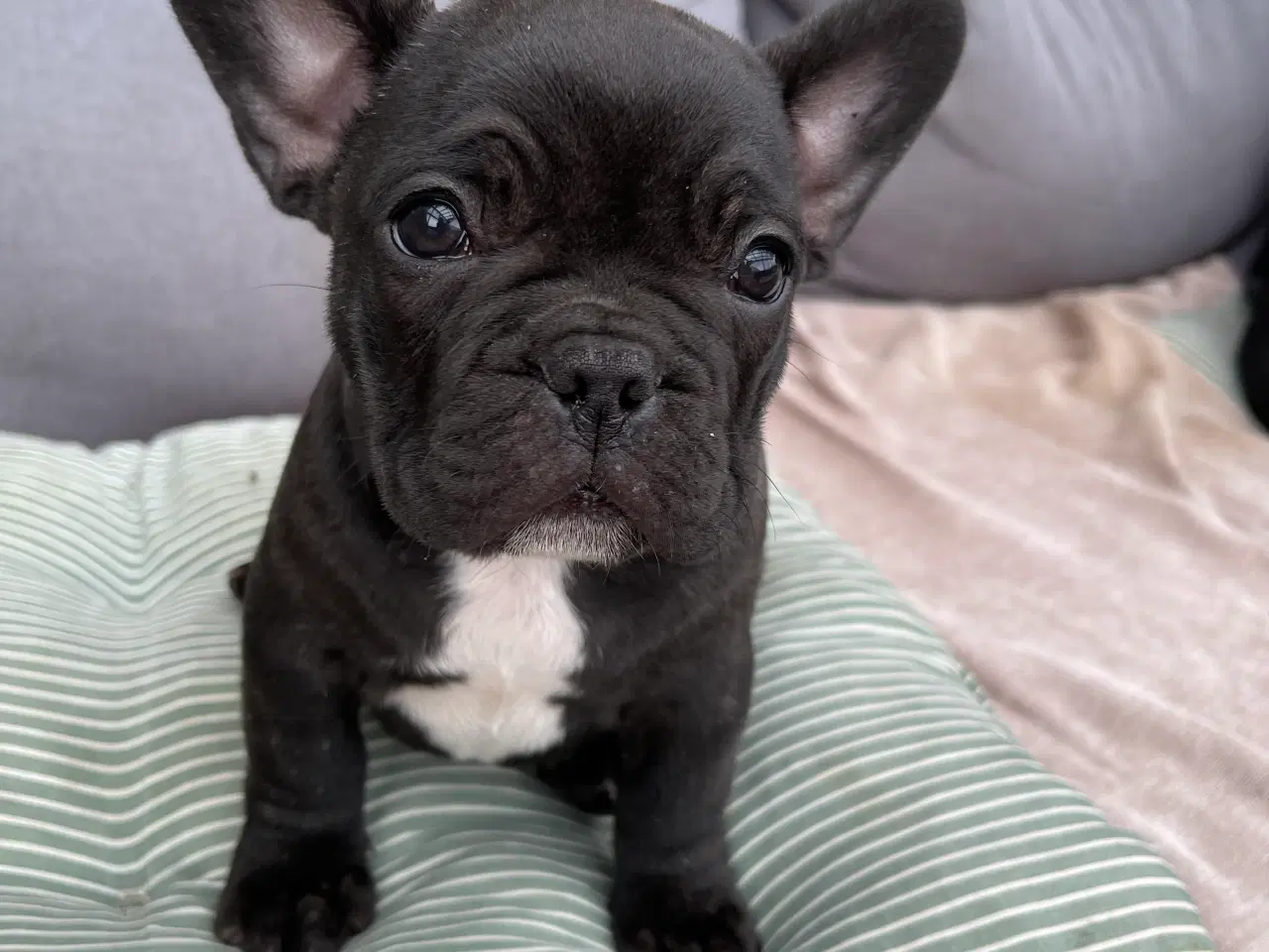 Billede 3 - Franch bulldog 