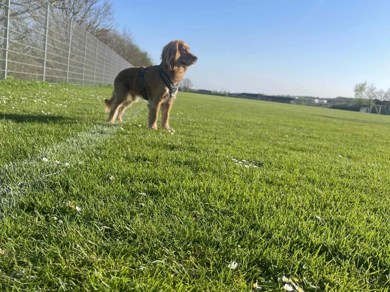 Billede 1 - Lækker Cocker Spaniel til parring
