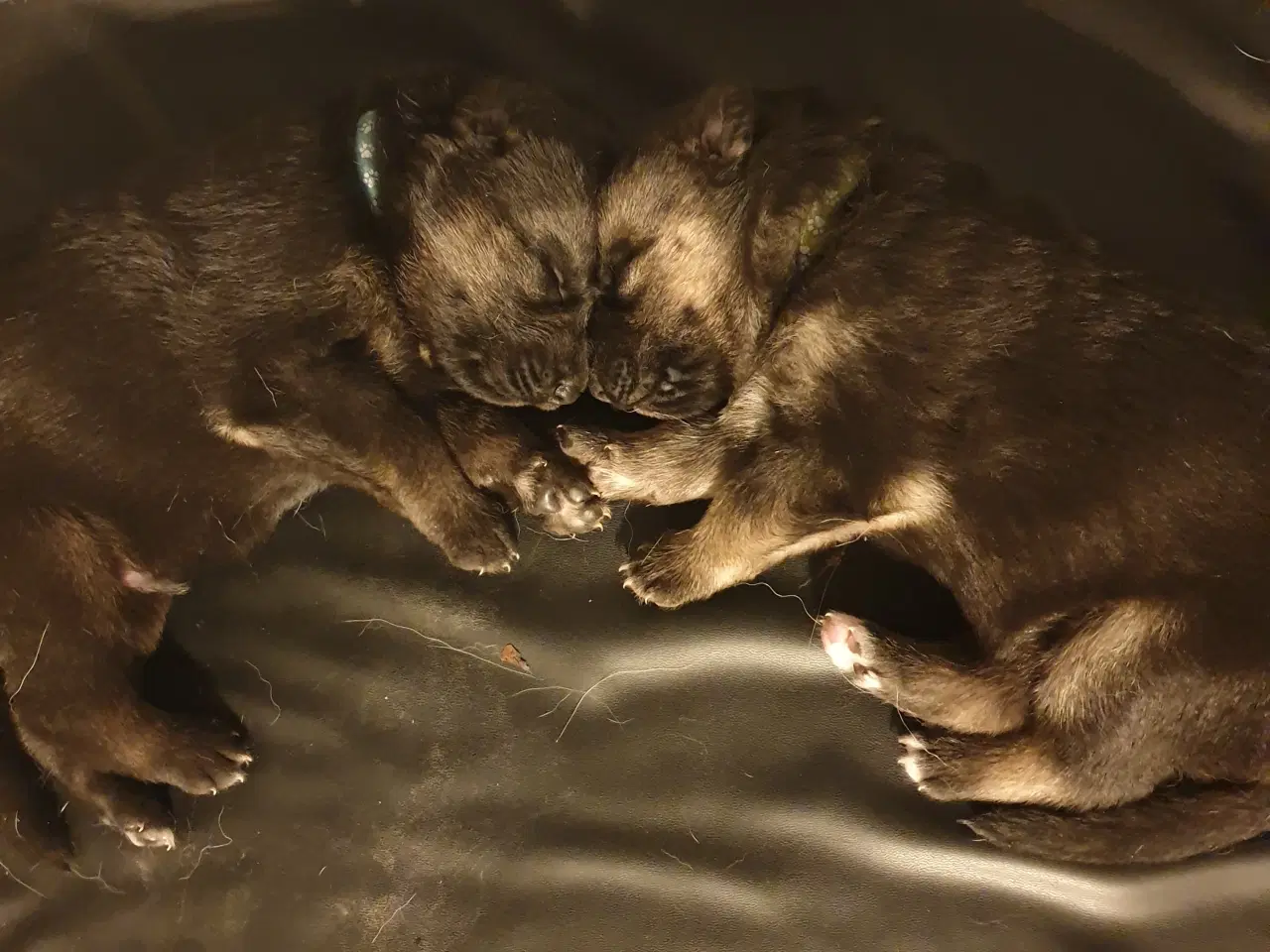 Billede 3 - Schæfer hvalpe/ 1/4 husky