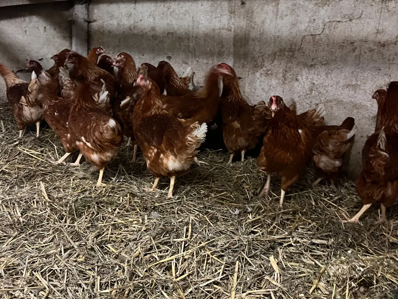Billede 2 - Høns