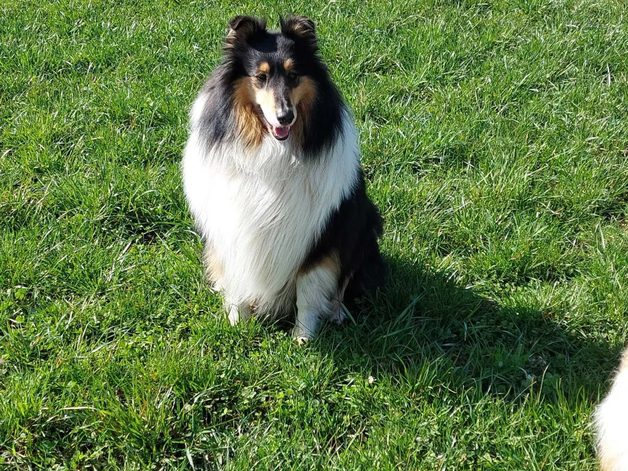 Billede 2 - Collie ( Amerikansk) 