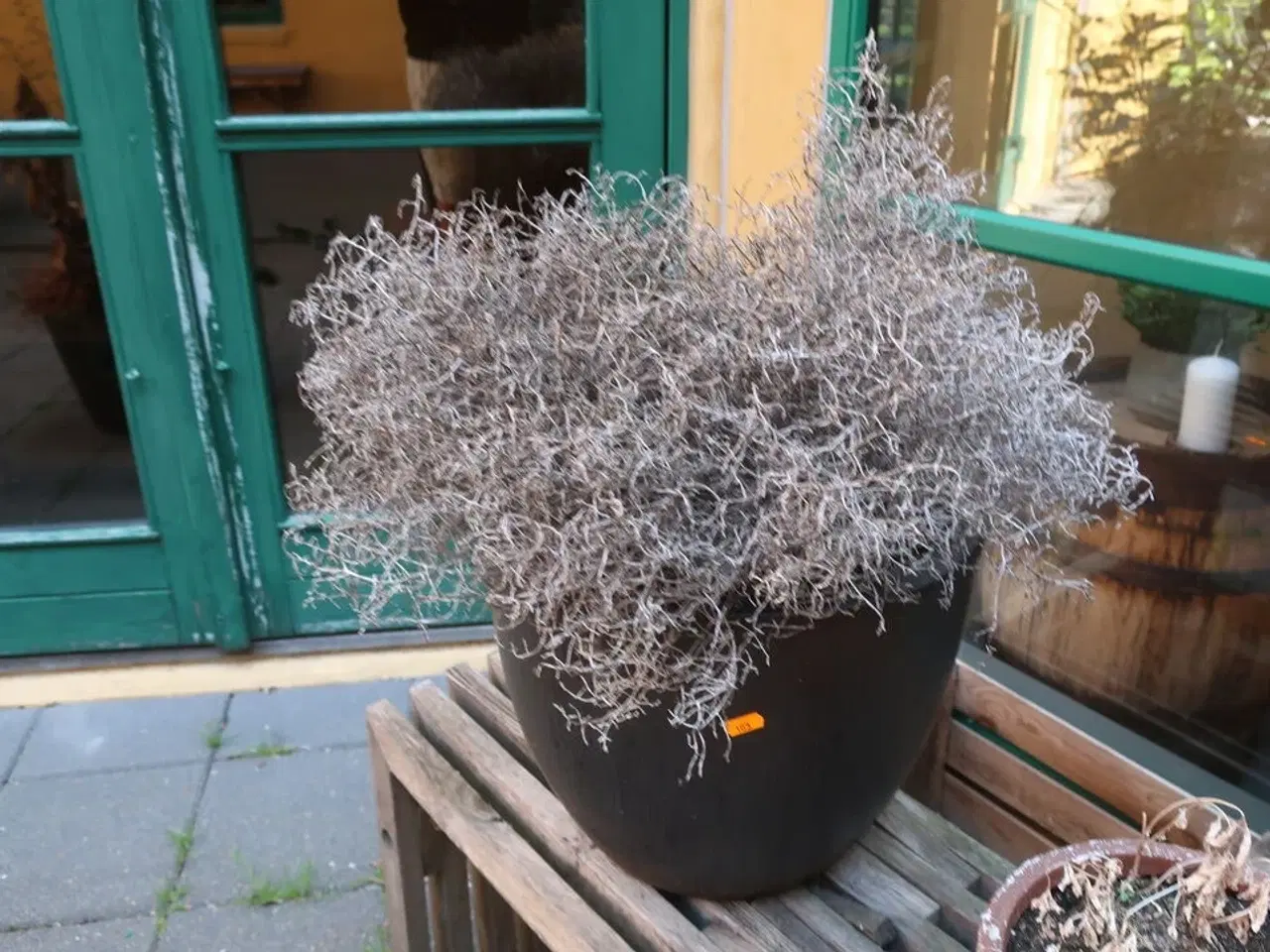 Billede 3 - 4 stk. planter