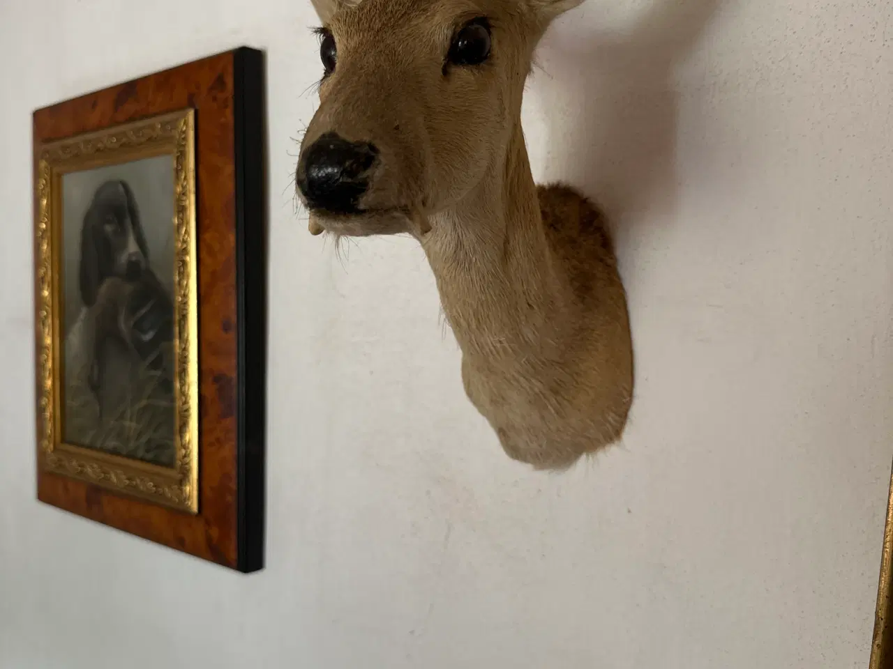 Billede 4 - Muntjac + CWD