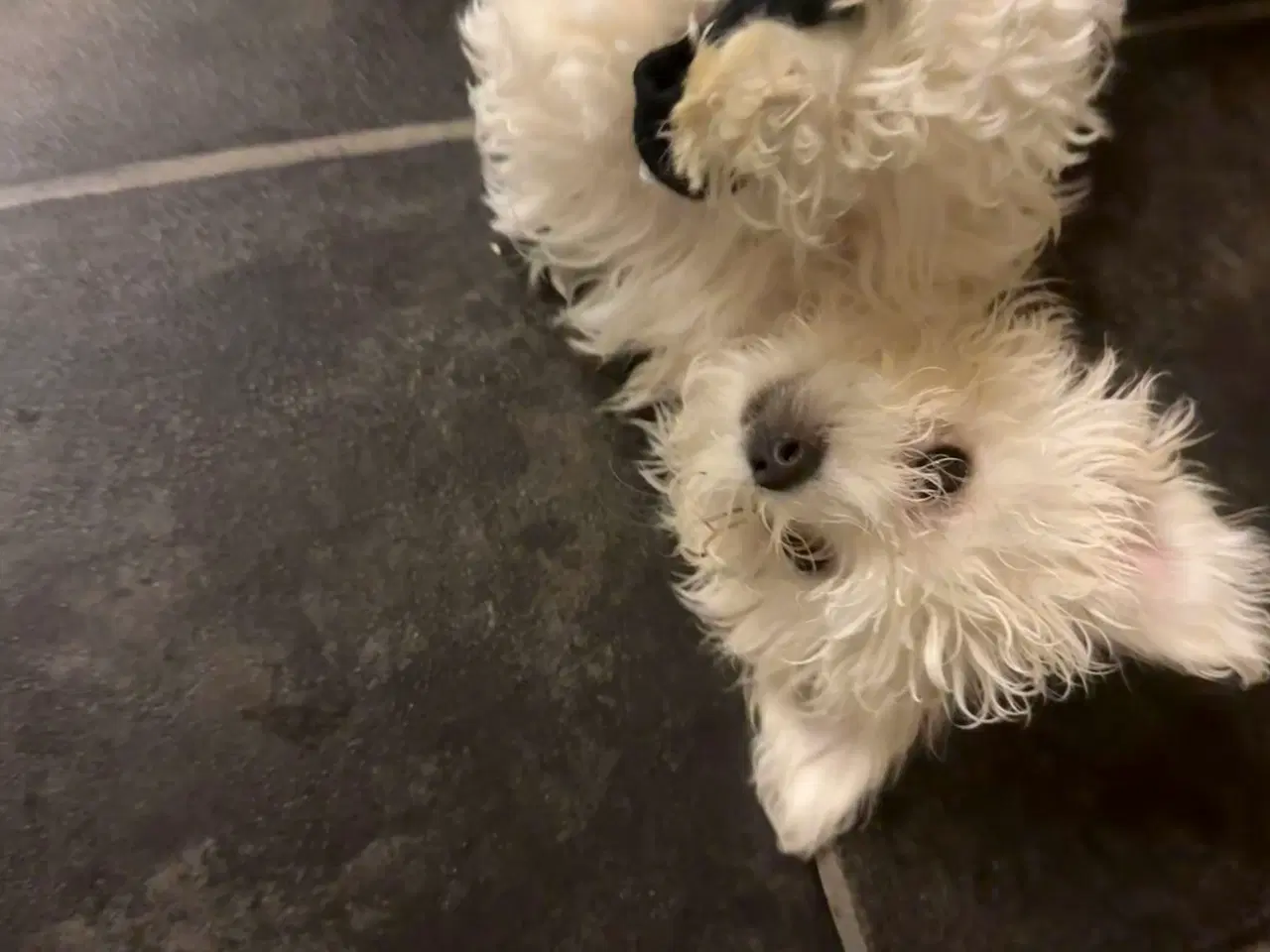 Billede 6 - Hvalpe Maltese en Tæve