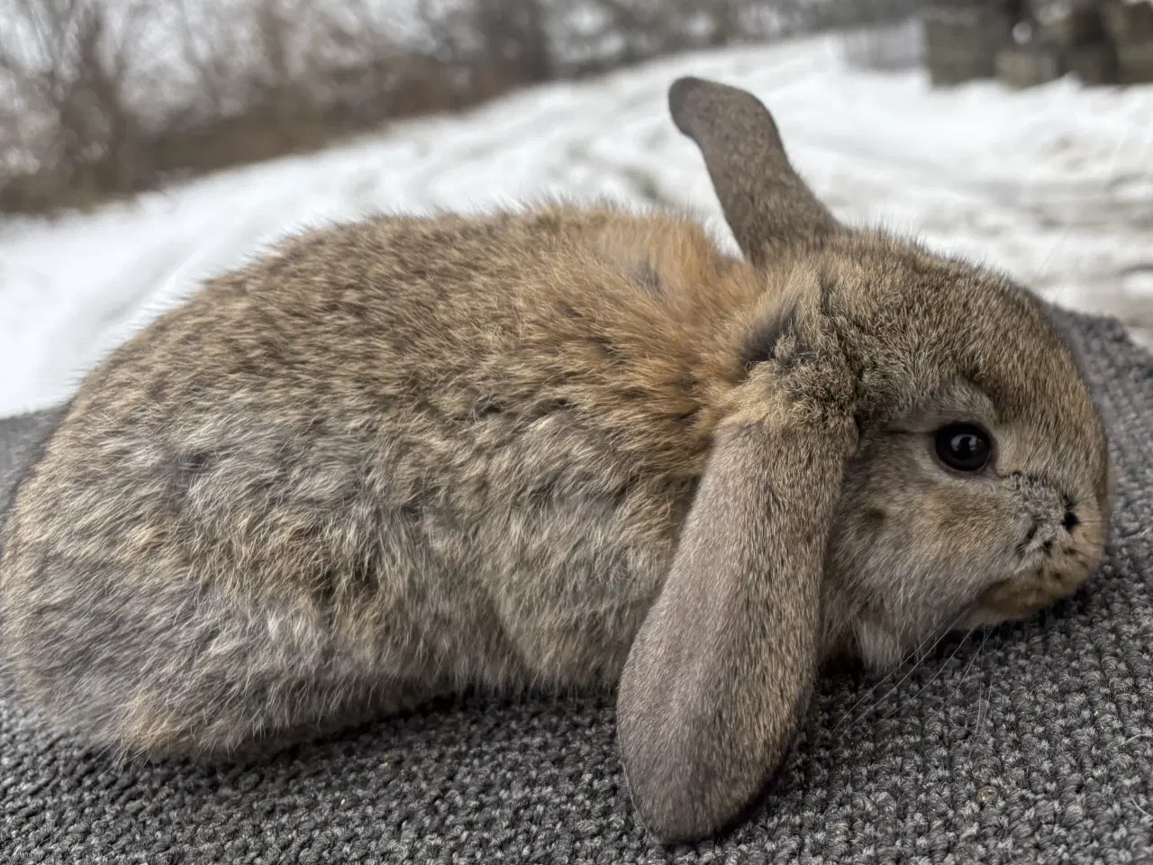 Billede 1 - FRANSK VÆDDER HUN VILDTGRÅ