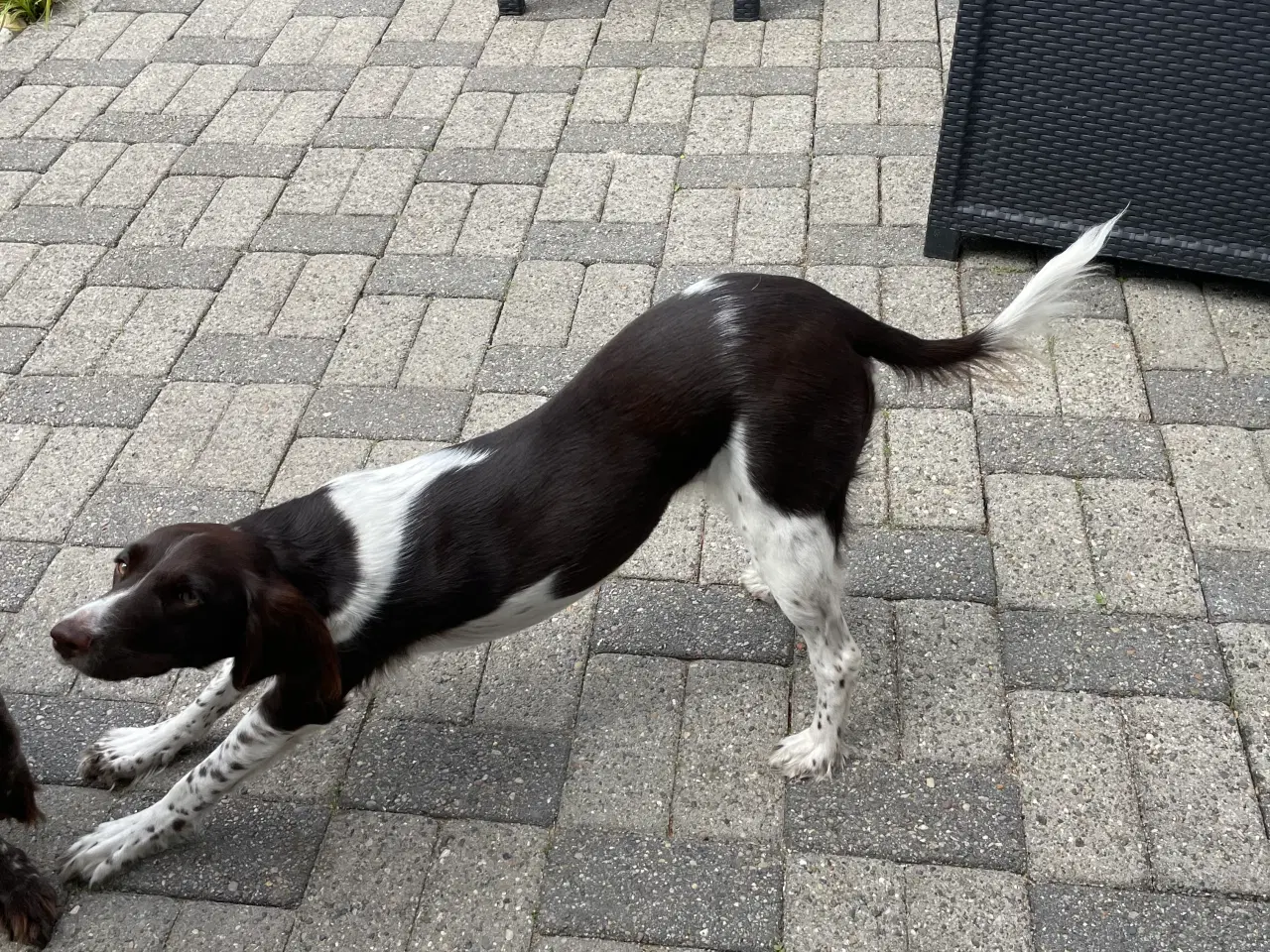 Billede 2 - Kleiner münsterländer 17 mdr.