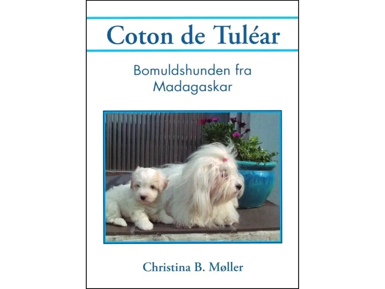 Billede 1 - Coton de Tuléar - Bomuldshunden fra Madagaskar