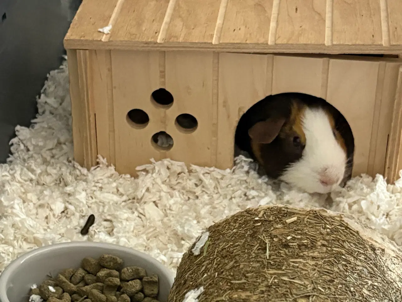 Billede 19 - To Han marsvin og tilbehør 