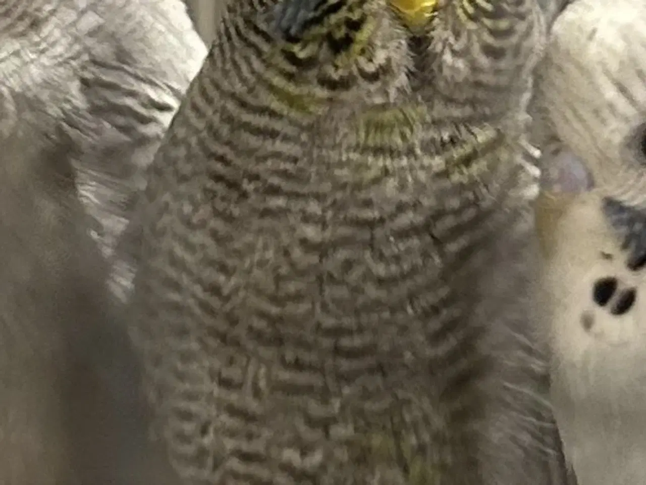 Billede 1 - Blackface 