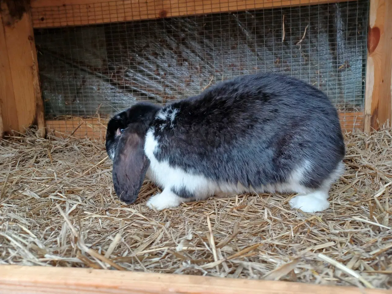 Billede 3 - Fransk Vædder han