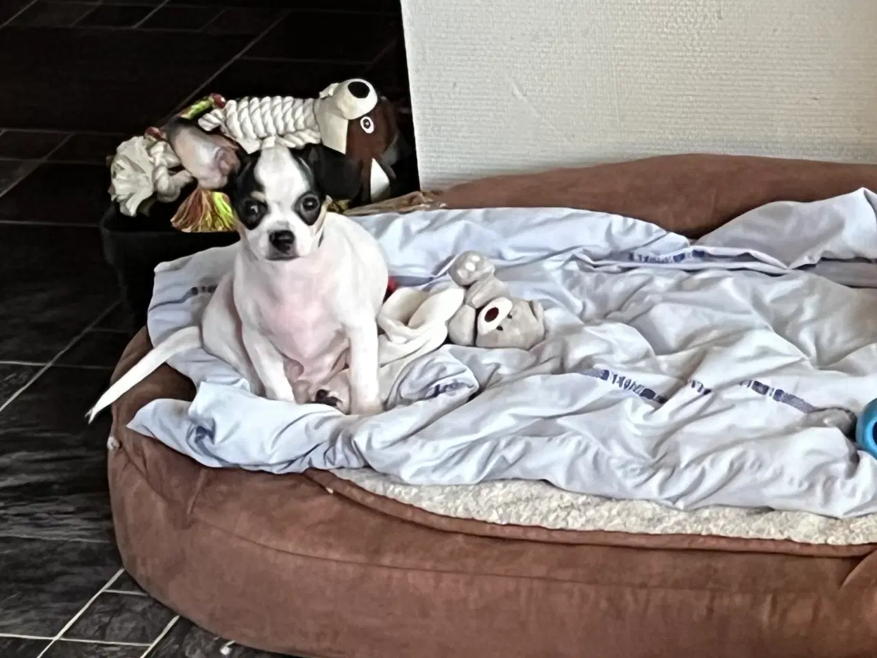 Billede 6 - Chihauhau mix hanhvalp, sælges.