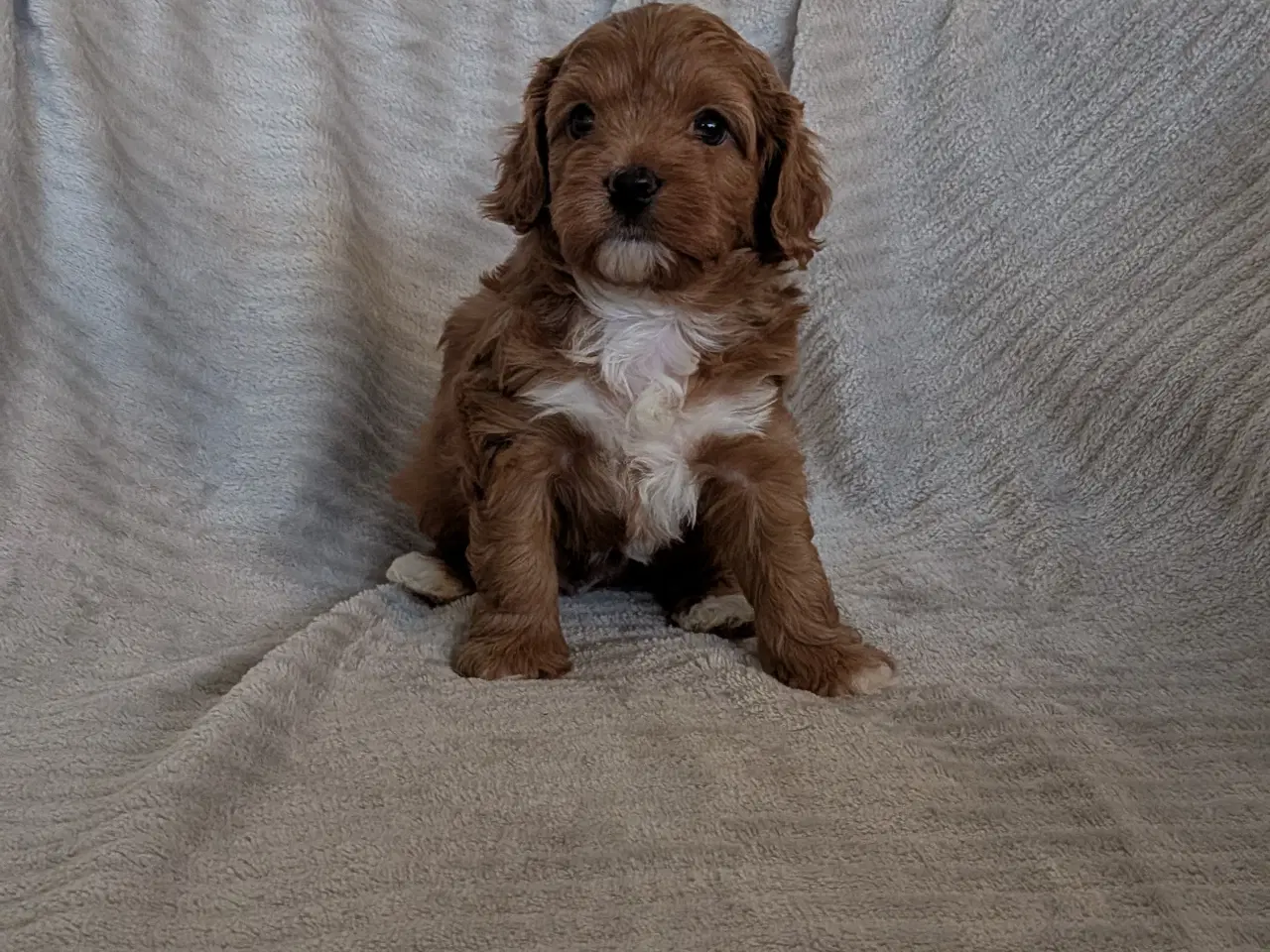 Billede 5 - Cavapoo hvalpe søger kærlige hjem - Cava/Toypuddel