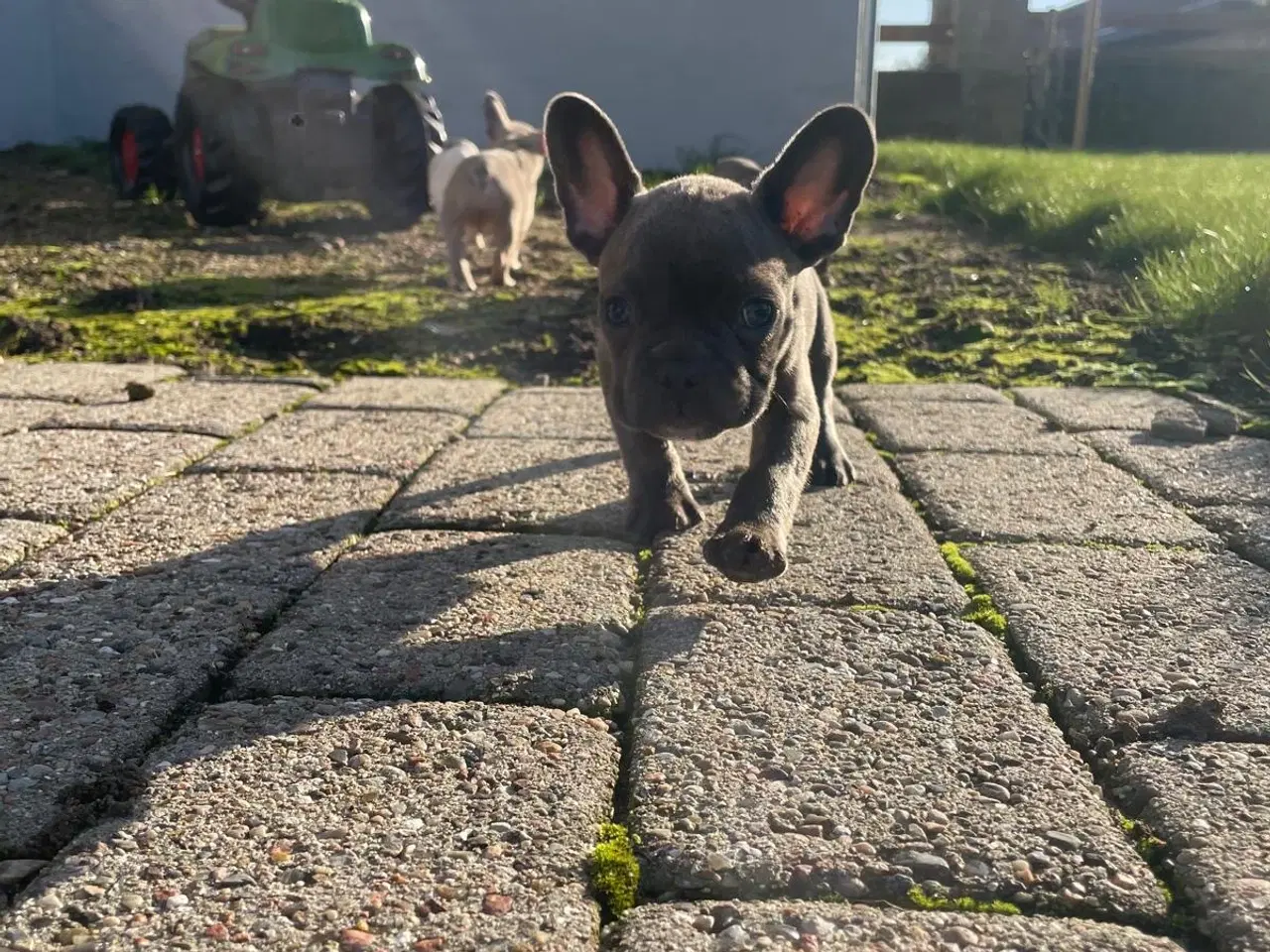 Billede 2 - Fransk Bulldogge Hvalpe