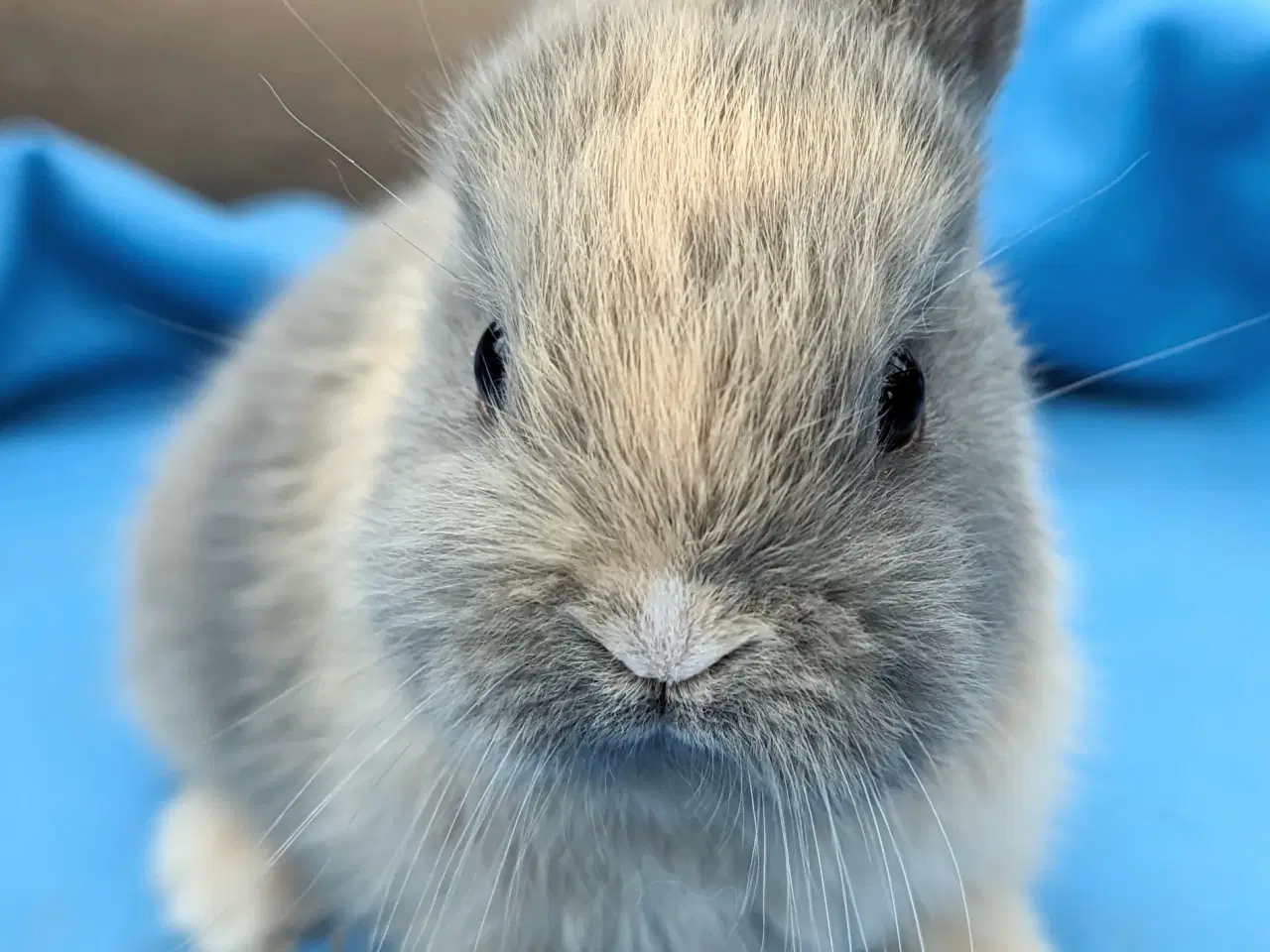 Billede 5 - Hermelin kaninunge sælges 