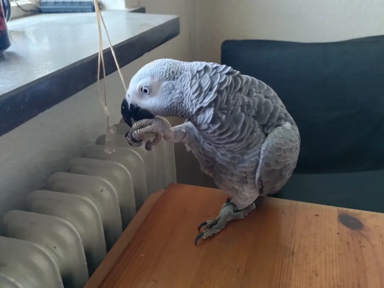 Billede 1 - Rød Jaco