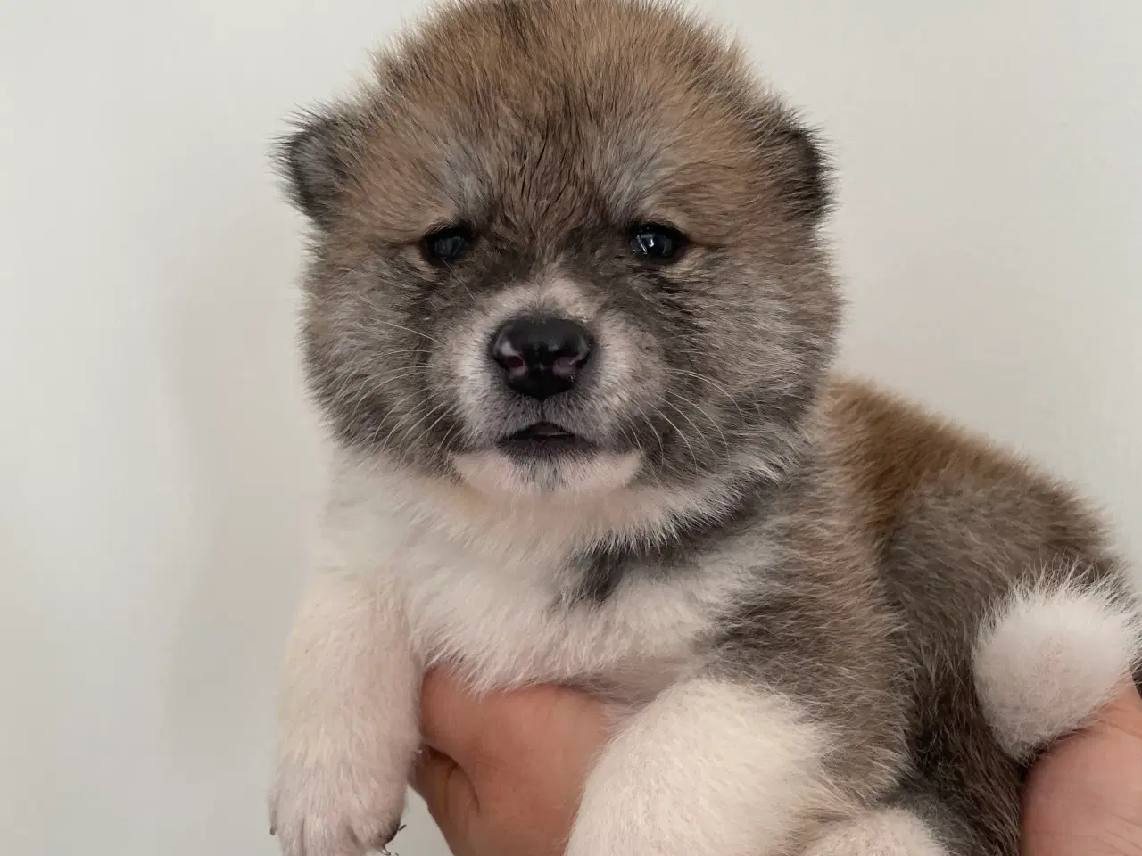 Billede 17 - Akita Inu hvalpe