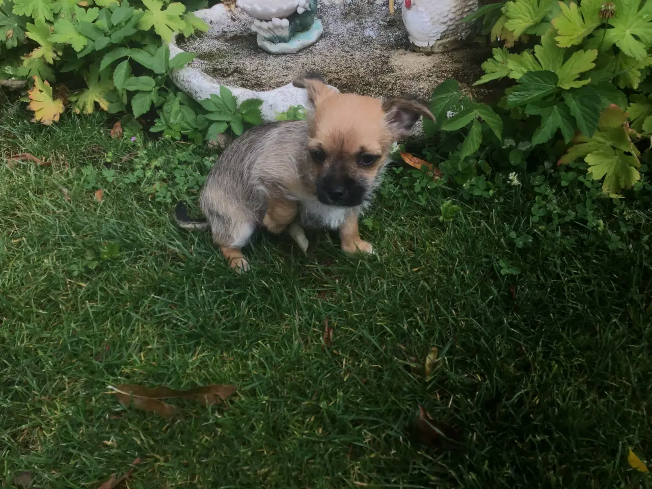 Billede 4 - Chihuahua blanding 