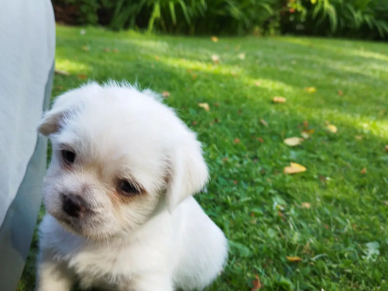 Billede 4 - Mops / Coton de tulear