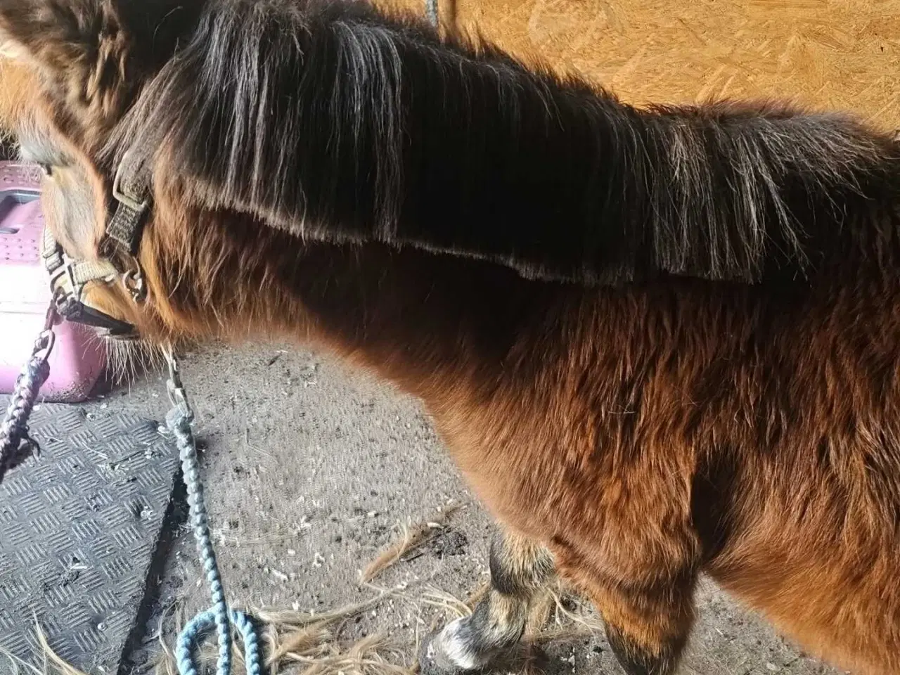 Billede 4 - Betten meget sød hingst 