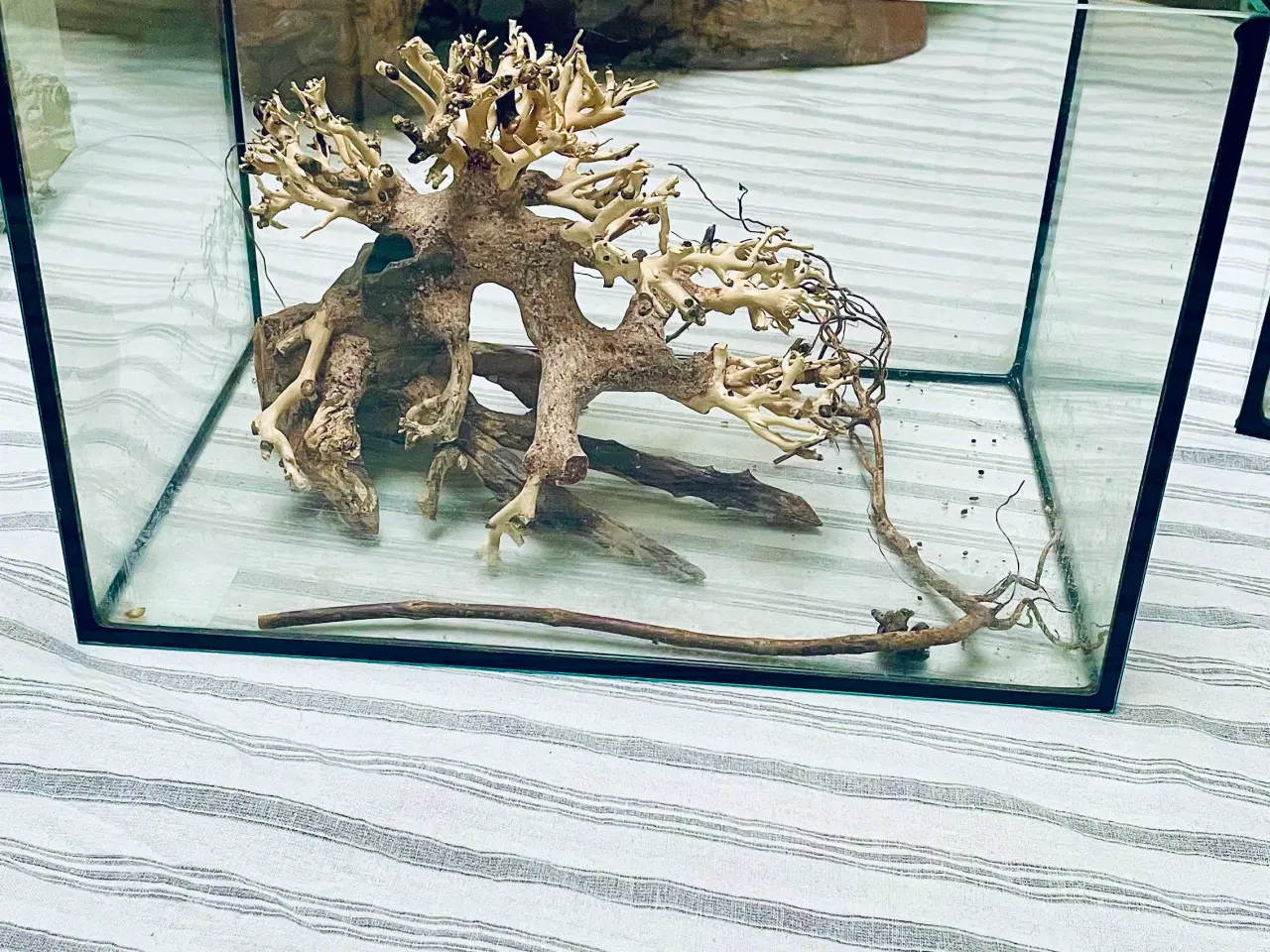 Billede 7 - Glasakvarium 12 l. m/dækglas 30*20*20 cm