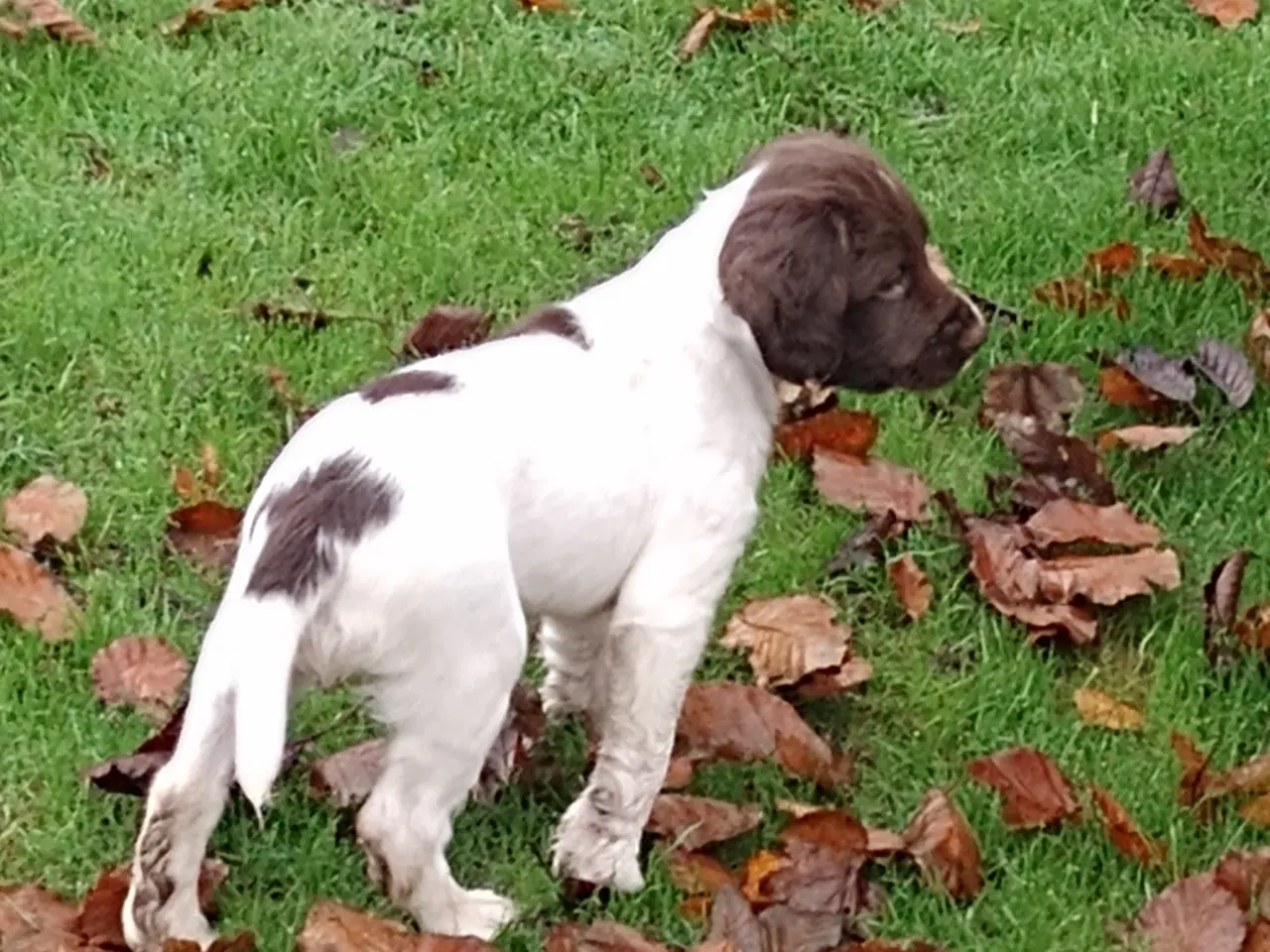 Billede 7 - Ft. Springer spaniel