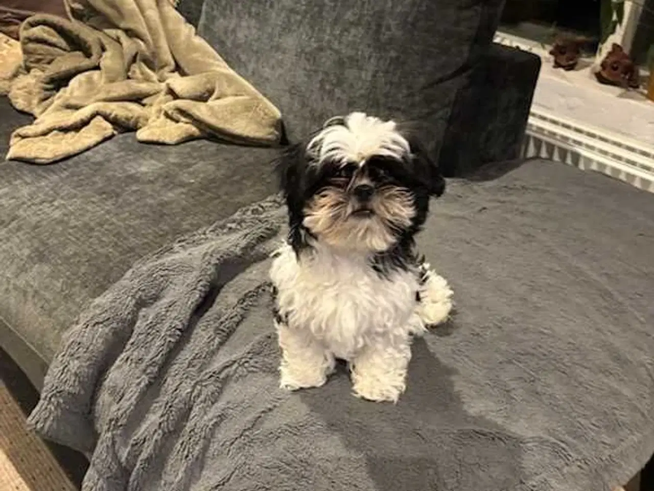 Billede 1 - Shih tzu hvalpe 