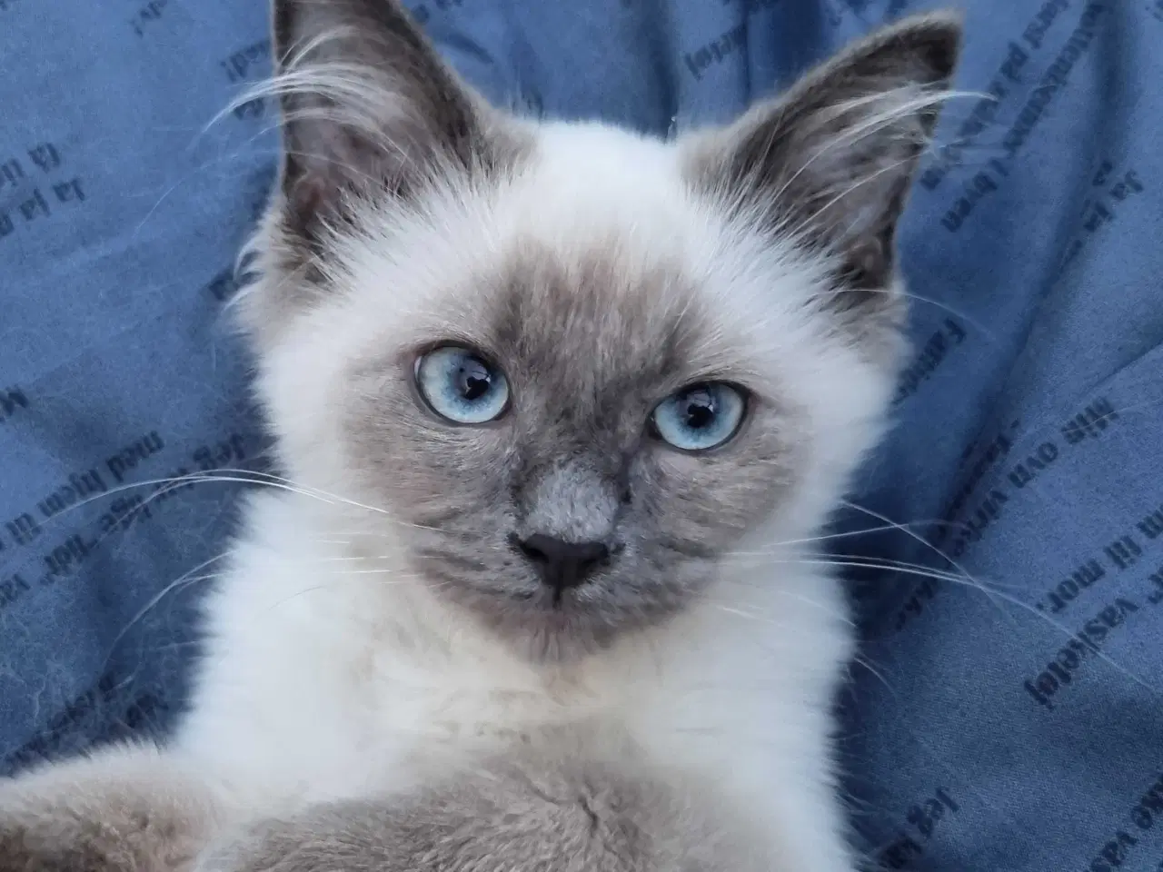 Billede 3 - Ragdoll pige 