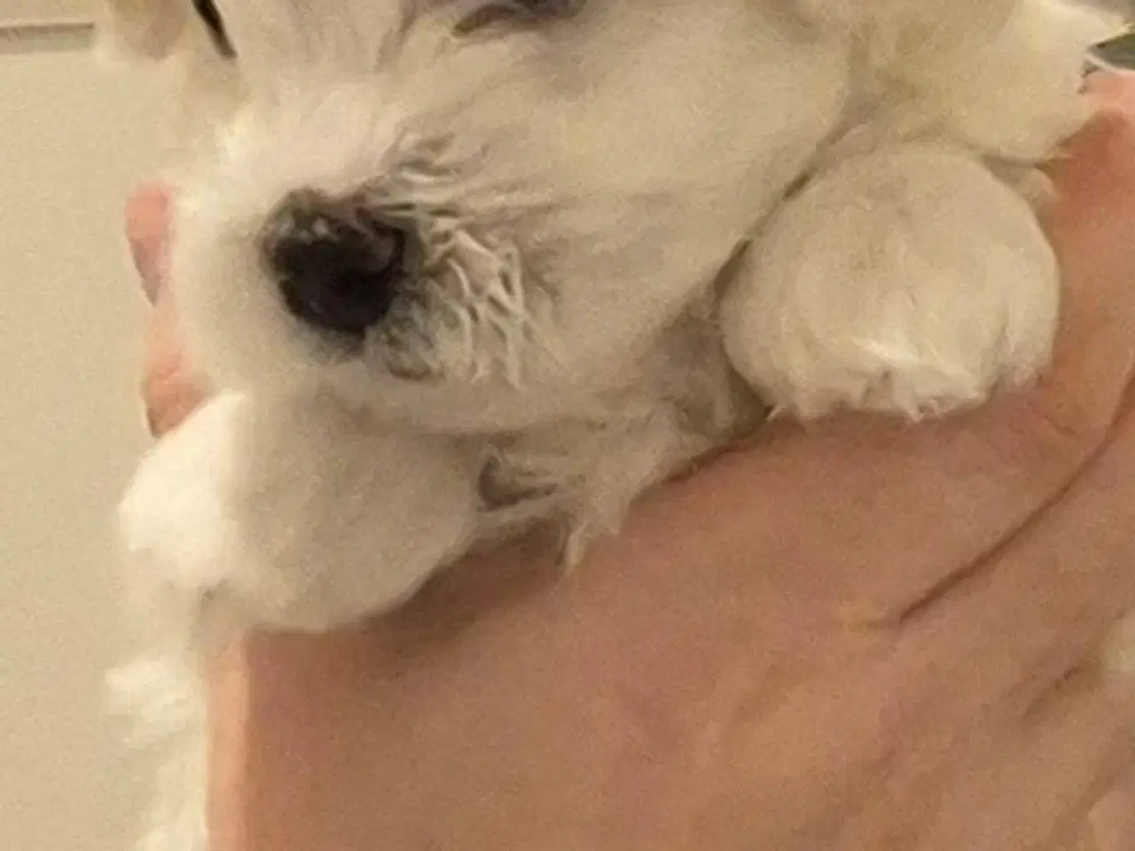 Billede 3 - Skønne malteserhvalpe søger deres nye