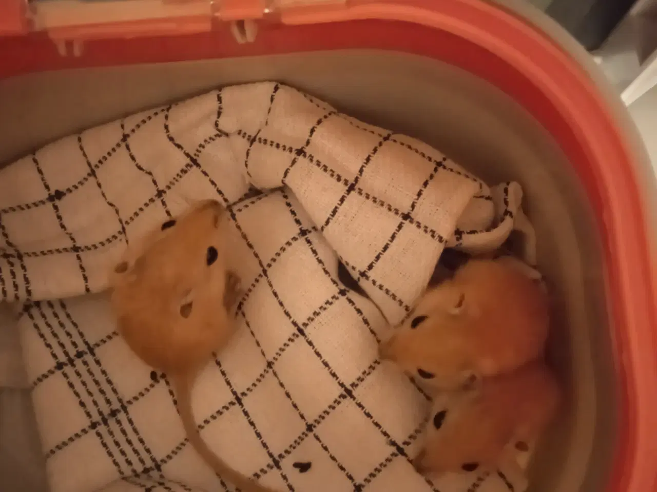 Billede 1 - ørkenrotte unger sælges.