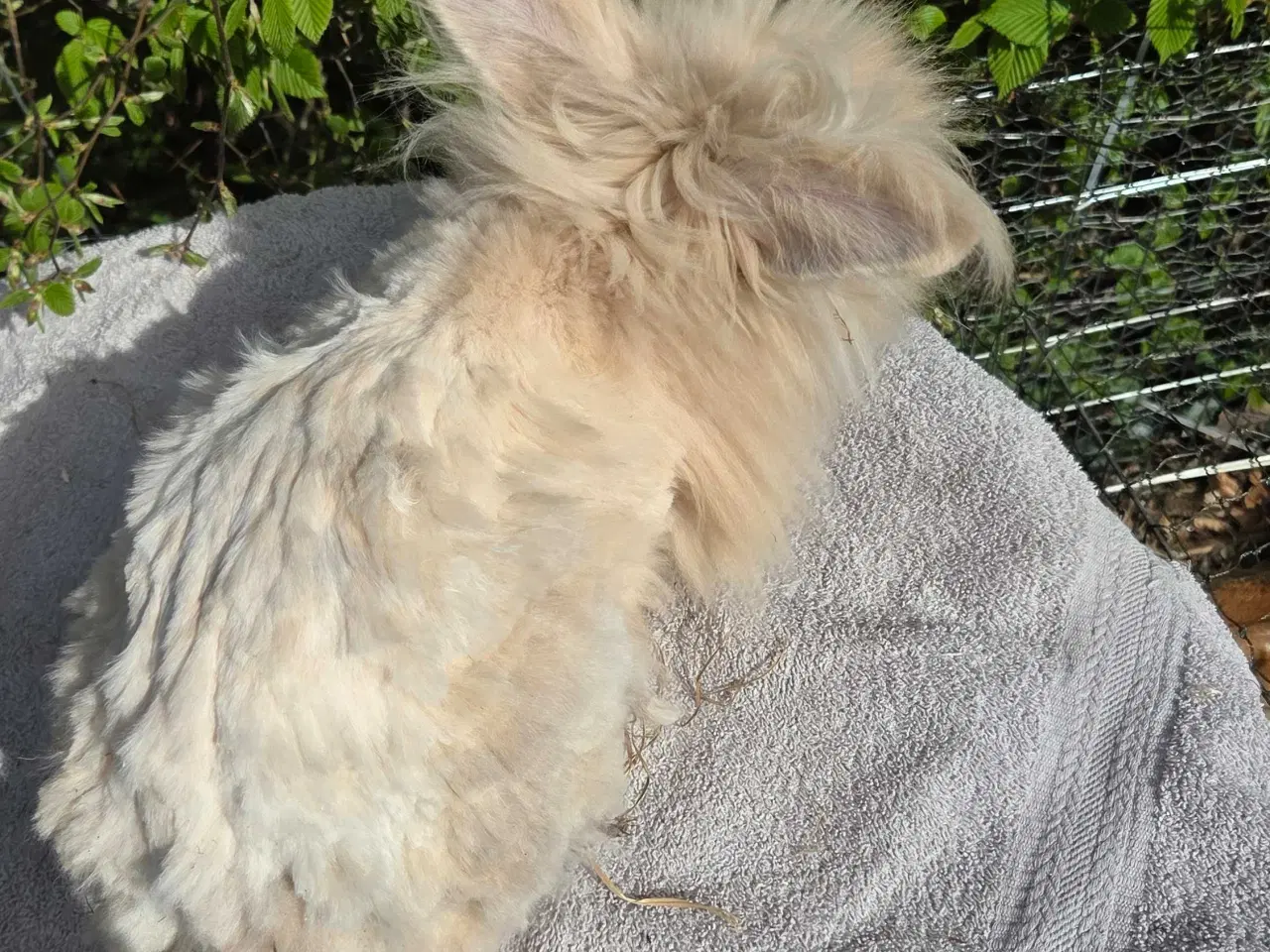 Billede 4 - Dværg teddy 