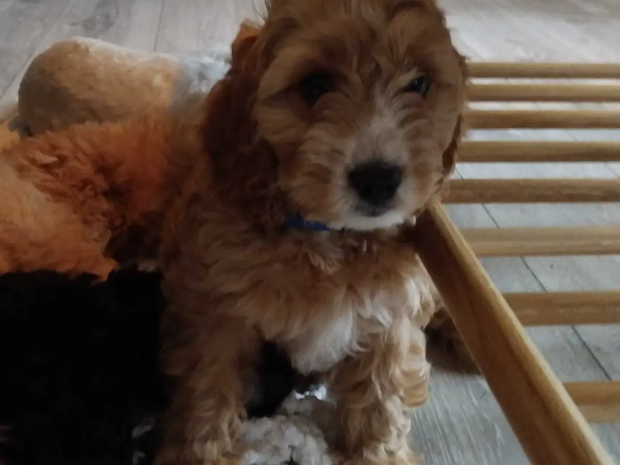 Billede 2 - Lækre bløde cavapoo hvalpe 