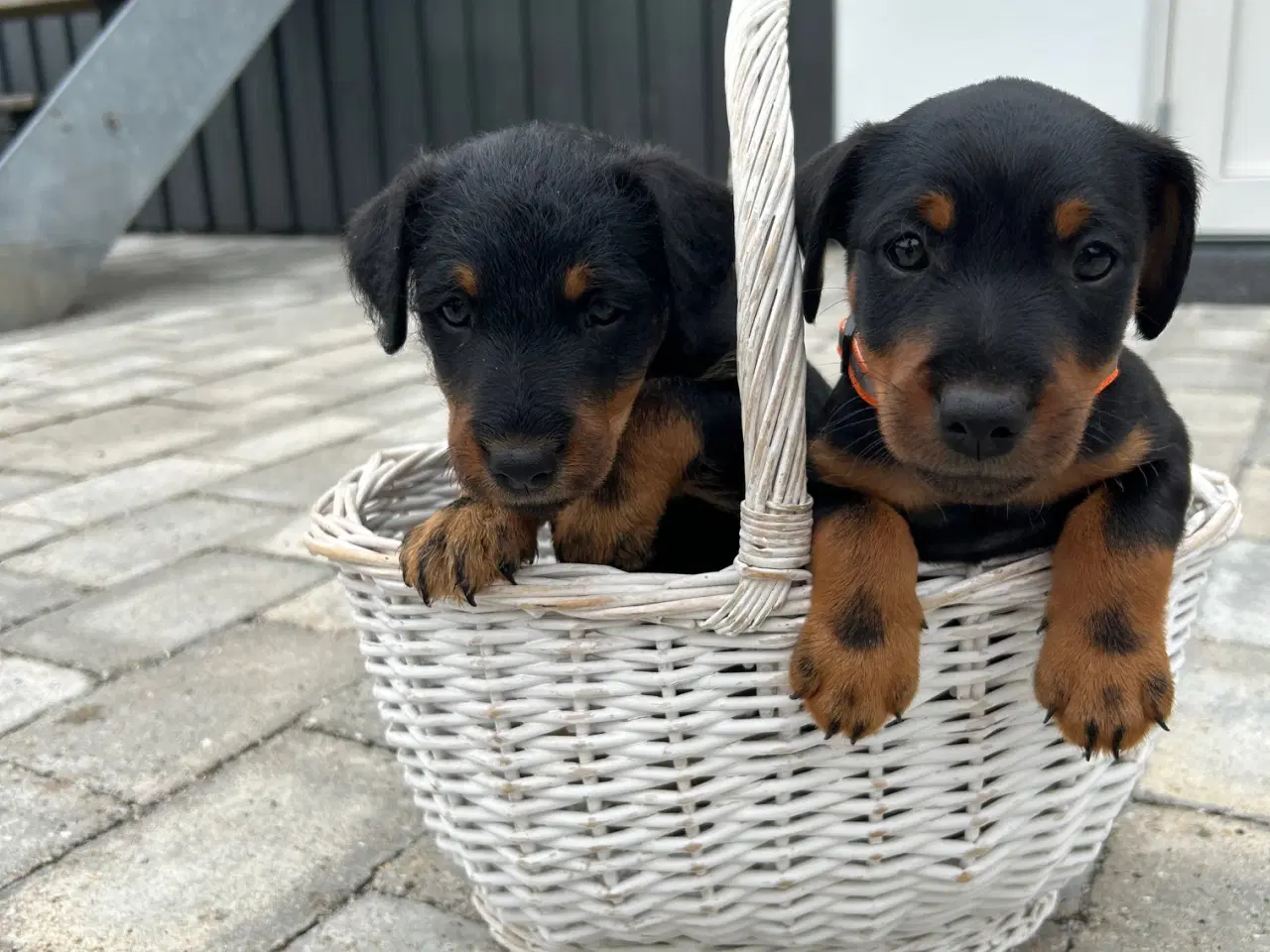 Billede 1 - Tysk jagtterrier hvalpe