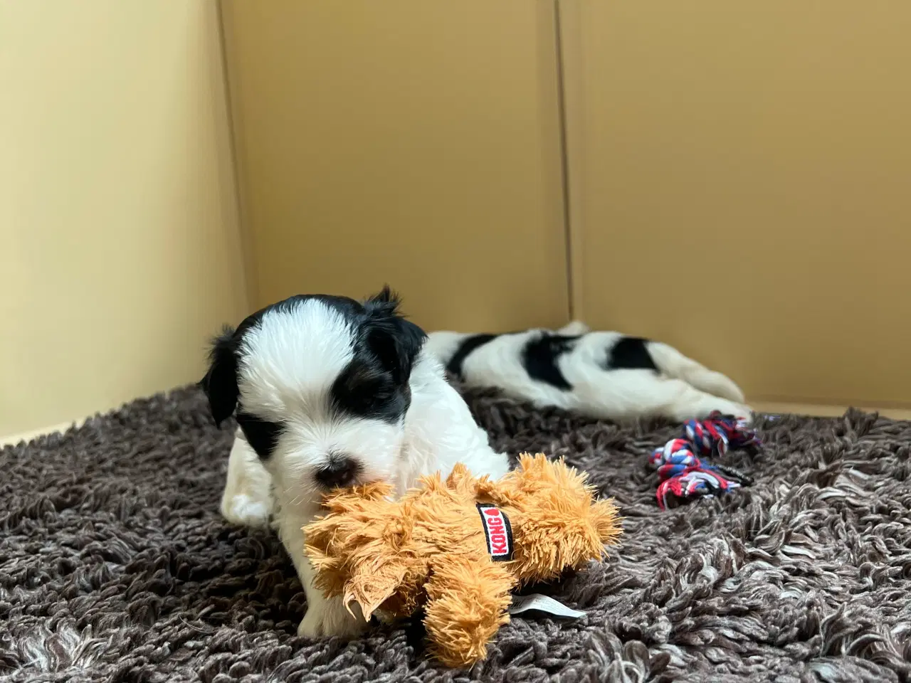 Billede 4 - Bomuldshvalpe. Lhasa Apso / Bichon Havanais 