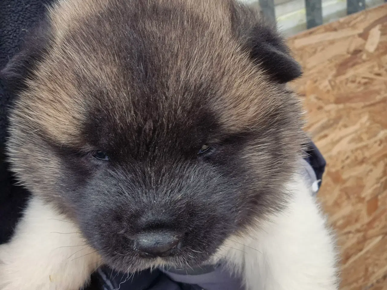 Billede 3 - Hundehvalpe American Akita